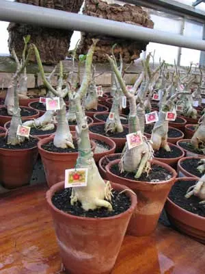 Adenium Super Ba (Variegated Leaves)