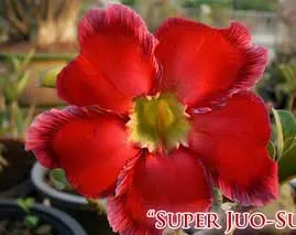 Adenium Super Jao Sua