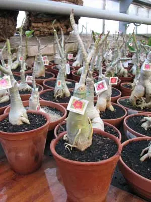 Adenium Super Jao Sua
