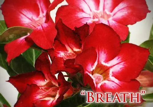 Adenium Breath
