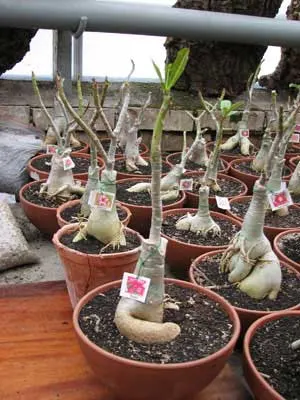 Adenium Breath