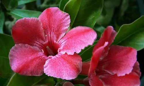 Adenium Diamond Dust