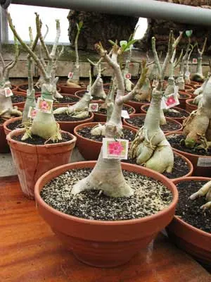 Adenium Diamond Dust