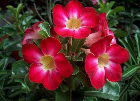 Adenium Knight