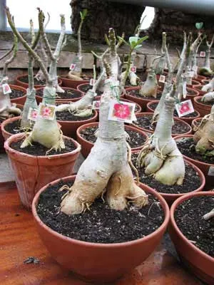 Adenium Knight