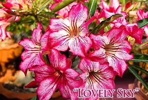 Adenium Lovely Sky