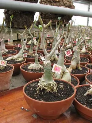 Adenium Lovely Sky