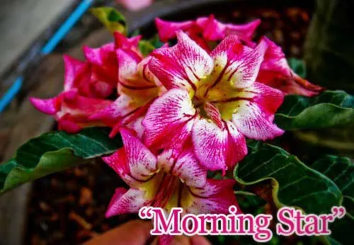 Adenium Morning Star
