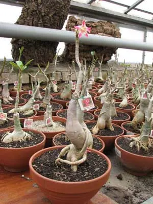 Adenium Morning Star