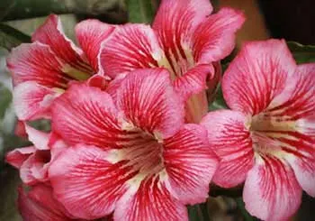 Adenium Pinky Diamond