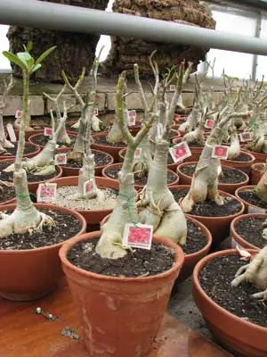 Adenium Pinky Diamond