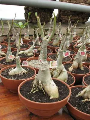 Adenium Rose Quartz