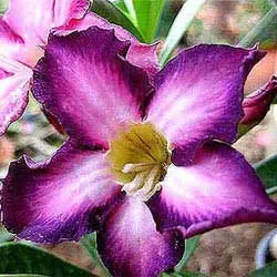 Adenium Ultra Violet