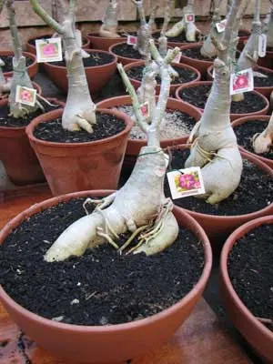 Adenium Ultra Violet