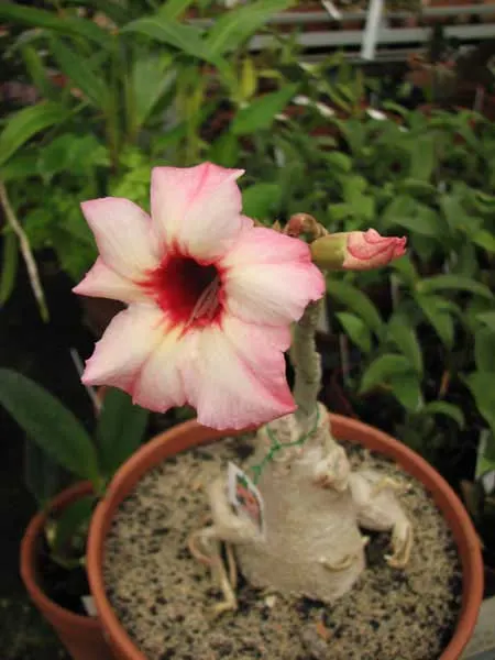 Adenium Hawaiian Tri-Color