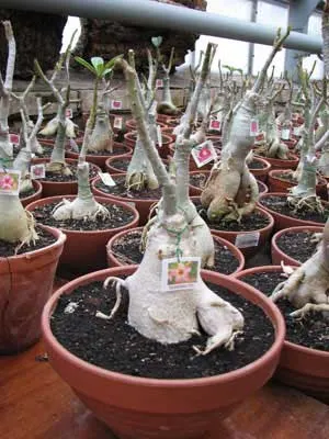 Adenium Hawaiian Tri-Color