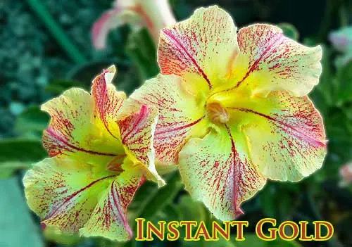 Adenium Instant Gold
