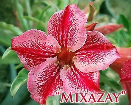 Adenium Mixazay