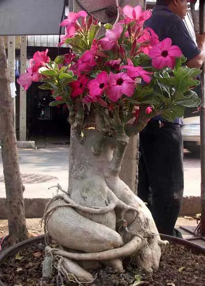 Adenium New Swazicum