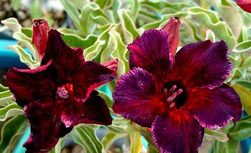 Adenium Oversexed