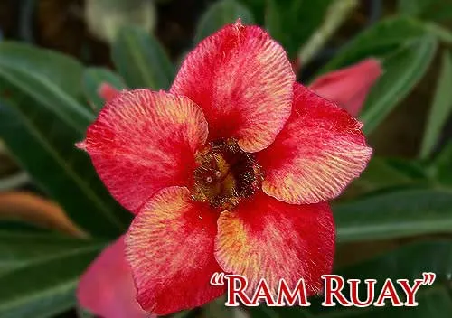 Adenium Ram Ruay