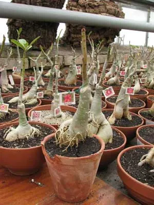 Adenium Ram Ruay