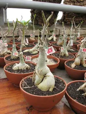 Adenium Red Lizard