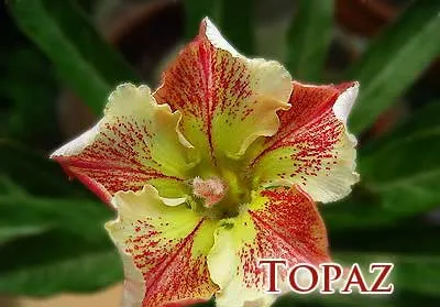 Adenium Topaz