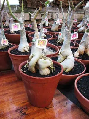 Adenium Topaz