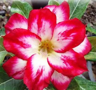 Adenium X’ Treme