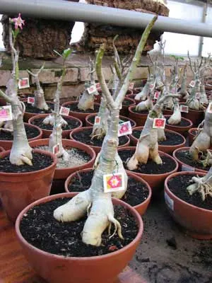 Adenium X’ Treme
