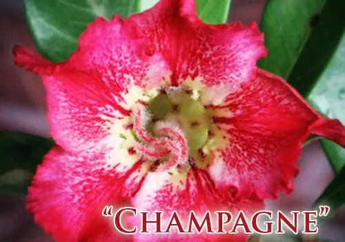 Adenium Champagne