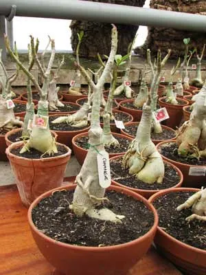 Adenium Champagne