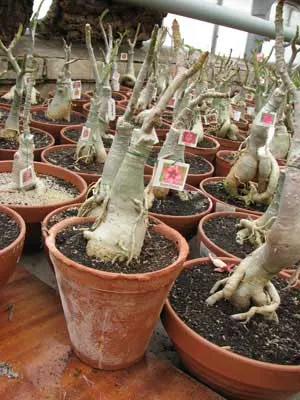 Adenium Quiet… Please