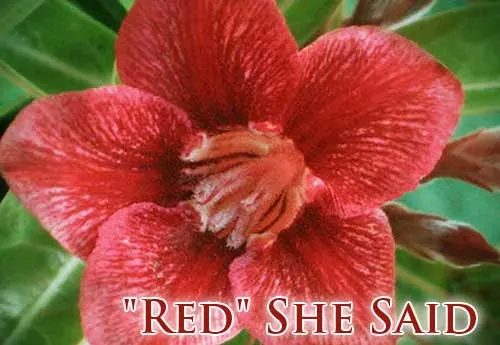 Adenium Red She Said
