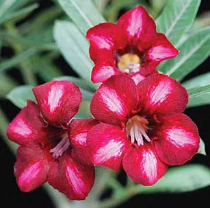 Adenium Aimo