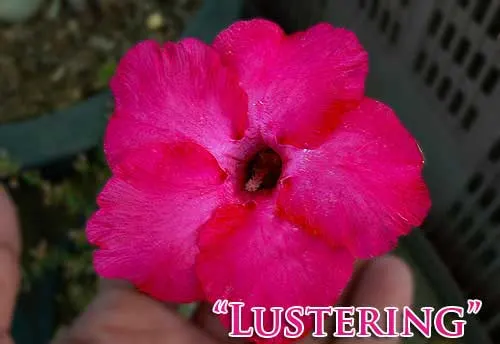 Adenium Lustering