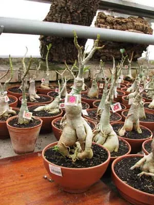 Adenium Lustering
