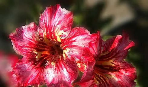 Adenium Desire