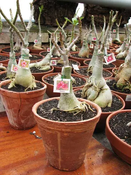 Adenium Desire