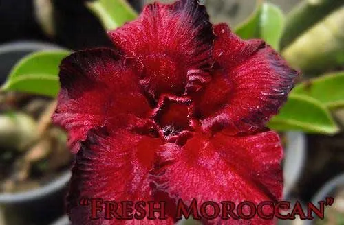 Adenium Fresh Moroccan