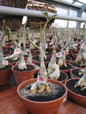 Adenium Fresh Moroccan