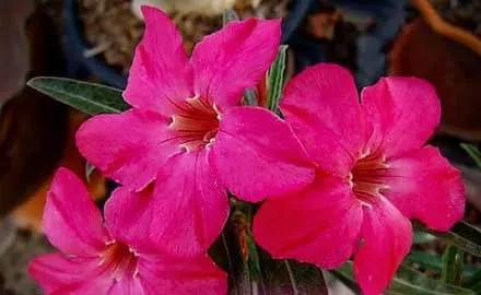 Adenium Lin Lin