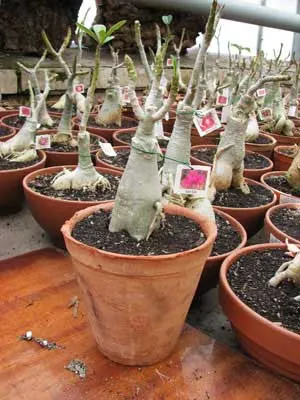Adenium Lin Lin