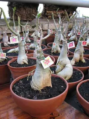 Adenium Scarlet