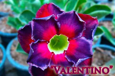 Adenium Valentino
