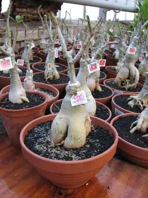 Adenium Valentino