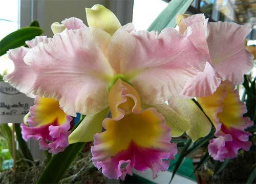 Brassolaeliocattleya Goldenzelle 'Saddle Peak'