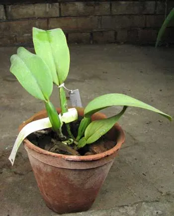 Cattleya labiata coerulensis