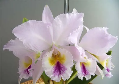 Cattleya labiata coerulensis